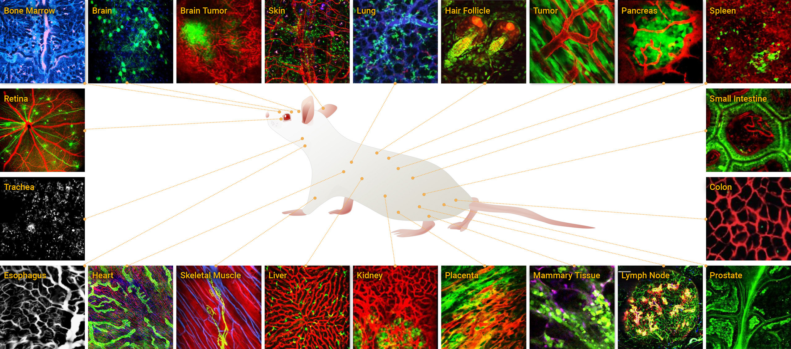 Microscopie intravitale sur le petit animal plateforme biphoton & confocale
