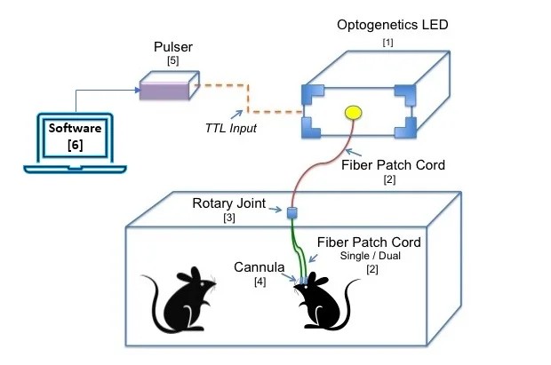 Modules pour l’optogénétique in vivo